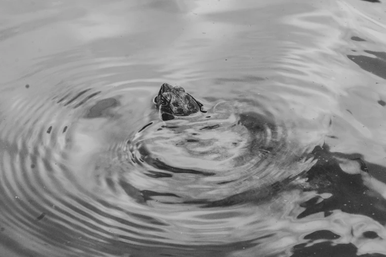 an animal's head is in the water while it is falling over the water