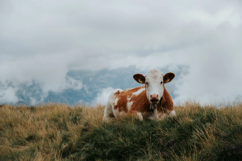 a cow sitting on top of a lush green hill