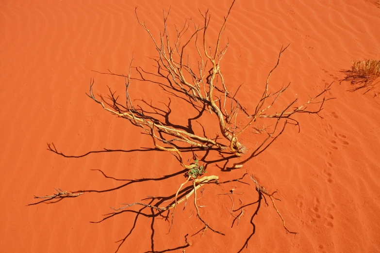 a bare tree in a red landscape with a trail