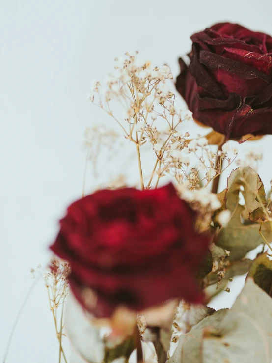 two roses with small dried petals on white background