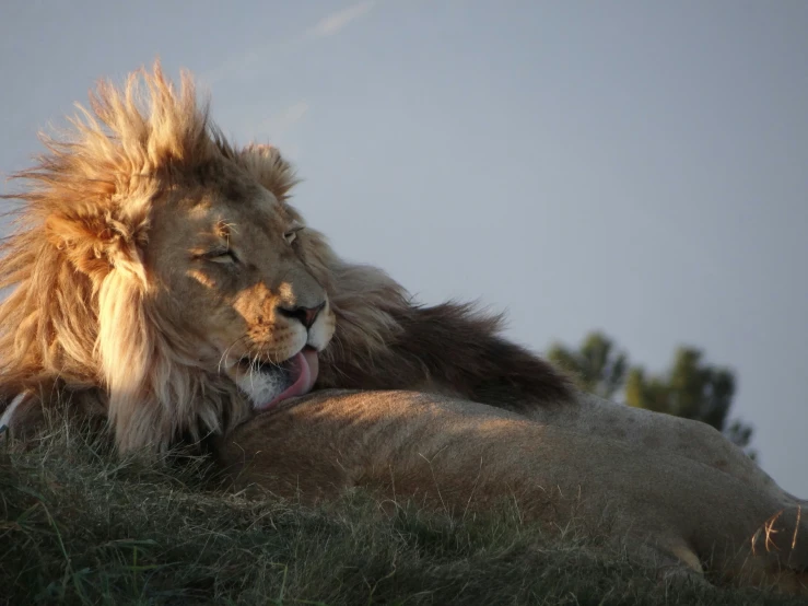 two adult lions relaxing together on the plains