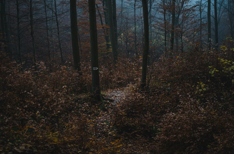 a single footpath in the middle of a forest