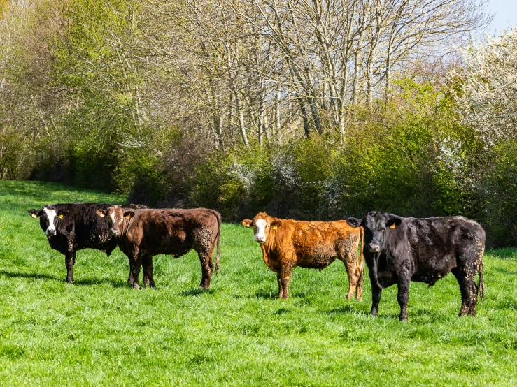 cows on the pasture standing around in grass