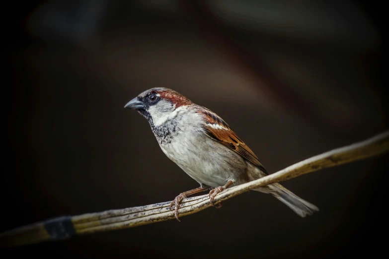 a bird perched on top of a tree nch