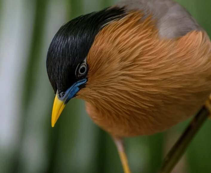 a bird with brown and black feathers and blue eyes