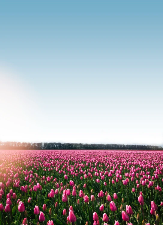 a large field of flowers with the sun shining on the field