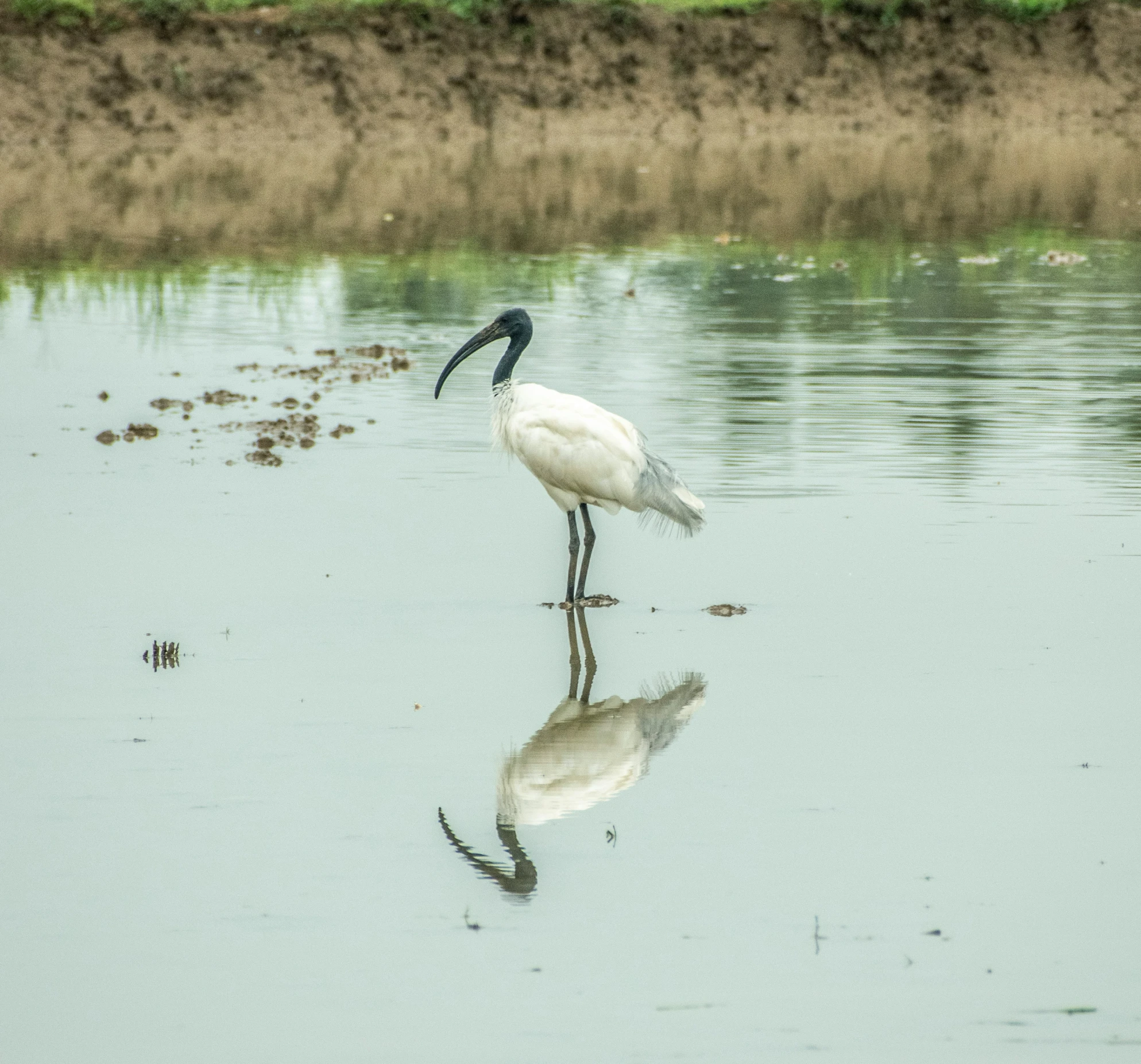 there is a large bird that is standing in the water