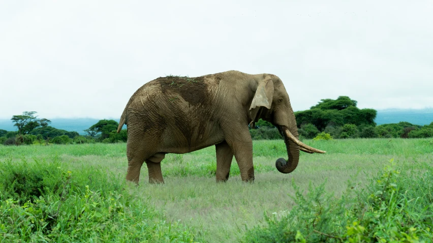 an elephant with its nose slightly in the air