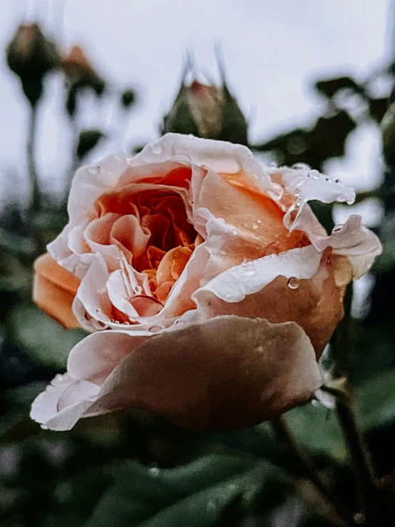 an orange flower blooming in the sun