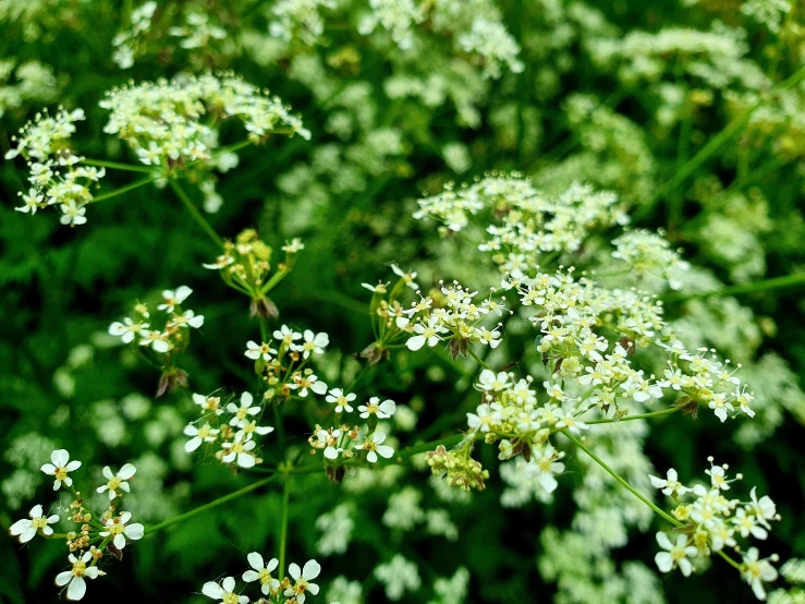 small flowers that are all over the ground