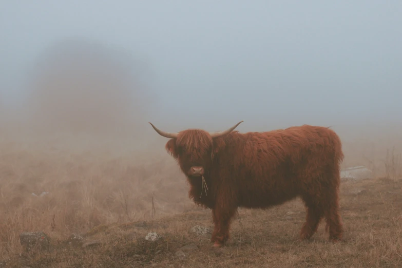 a bull standing on a hill in a foggy field