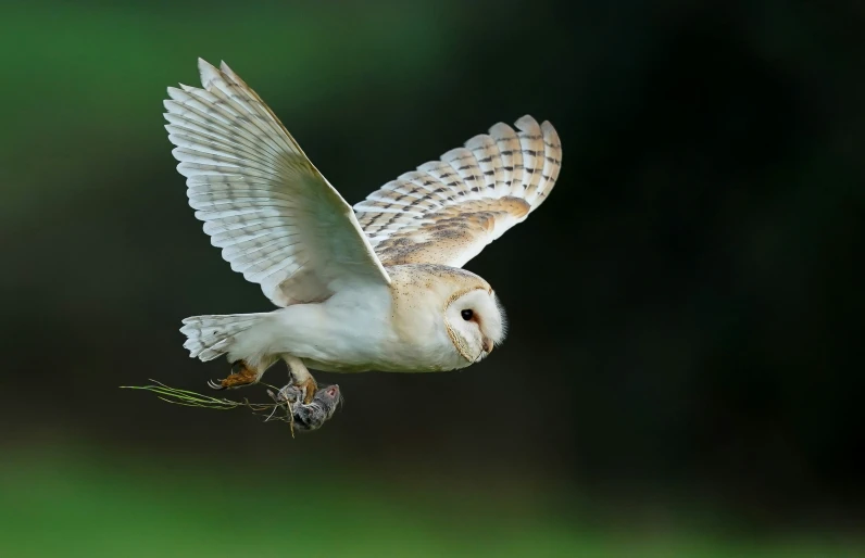 a large bird flying through the air with a seed in its mouth