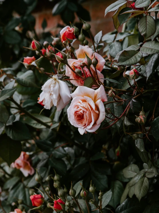 a group of pink and white flowers next to some leaves