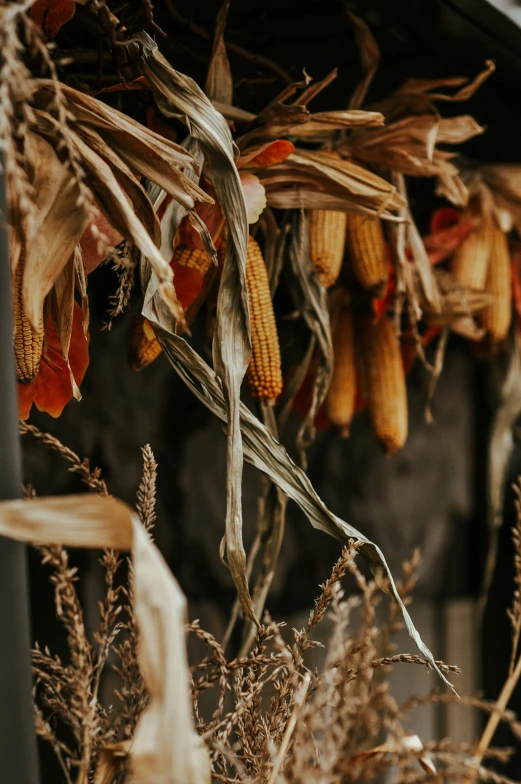 dried corn hanging from the side of a building