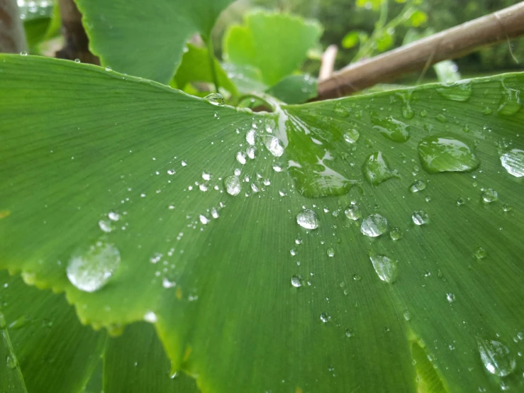 the large leaf has drops of water on it