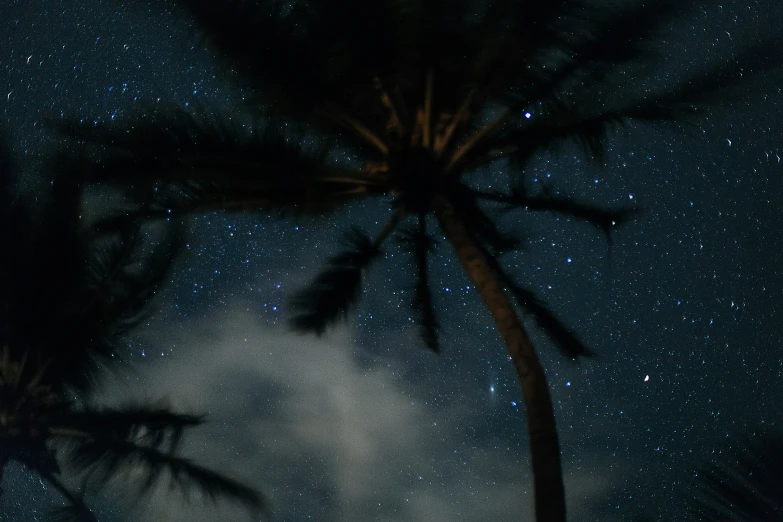 palm trees, the milky and a light up sky