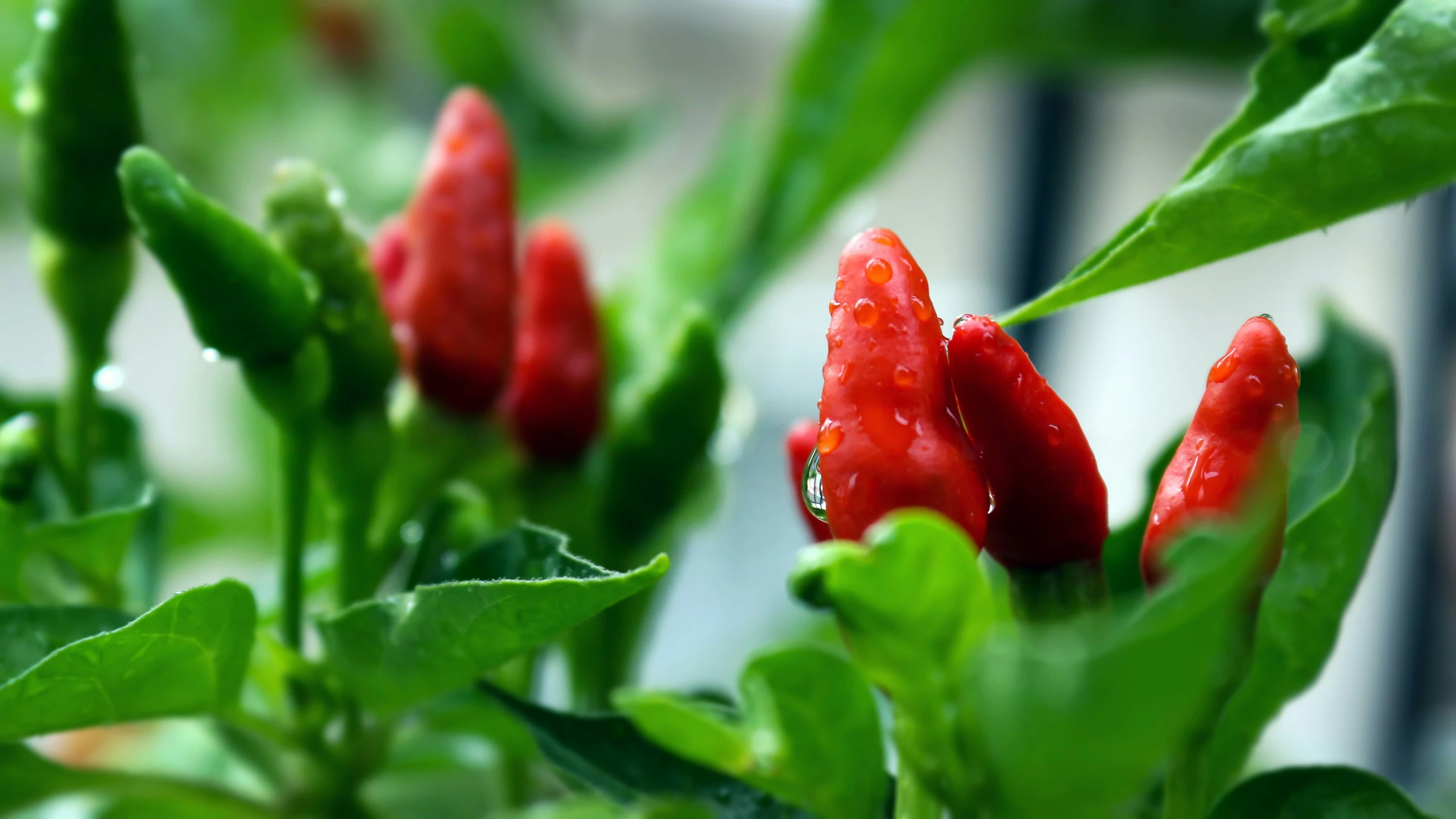 some very cute red flowers that are green