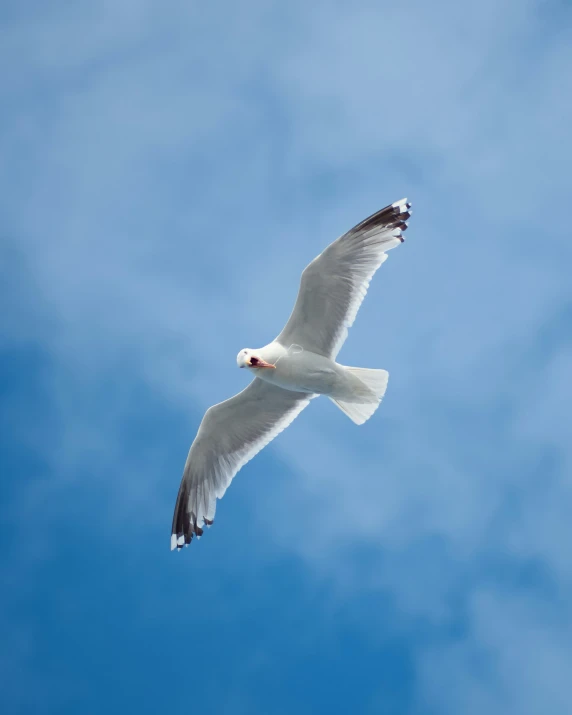 a bird flying through the blue sky on a sunny day