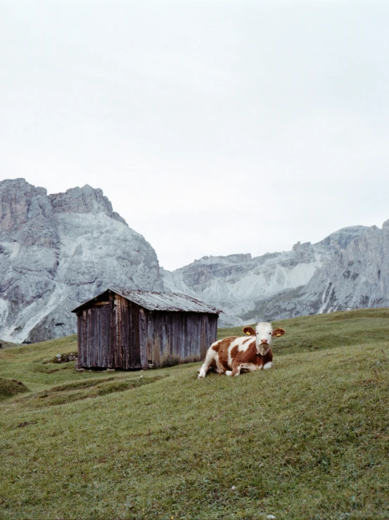 a cow in a green field with a building in the background