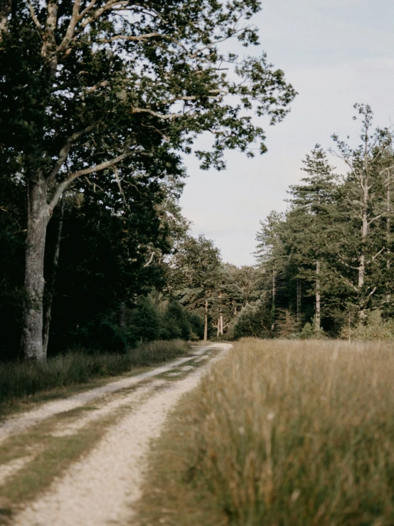 a path running through a field in front of a forest