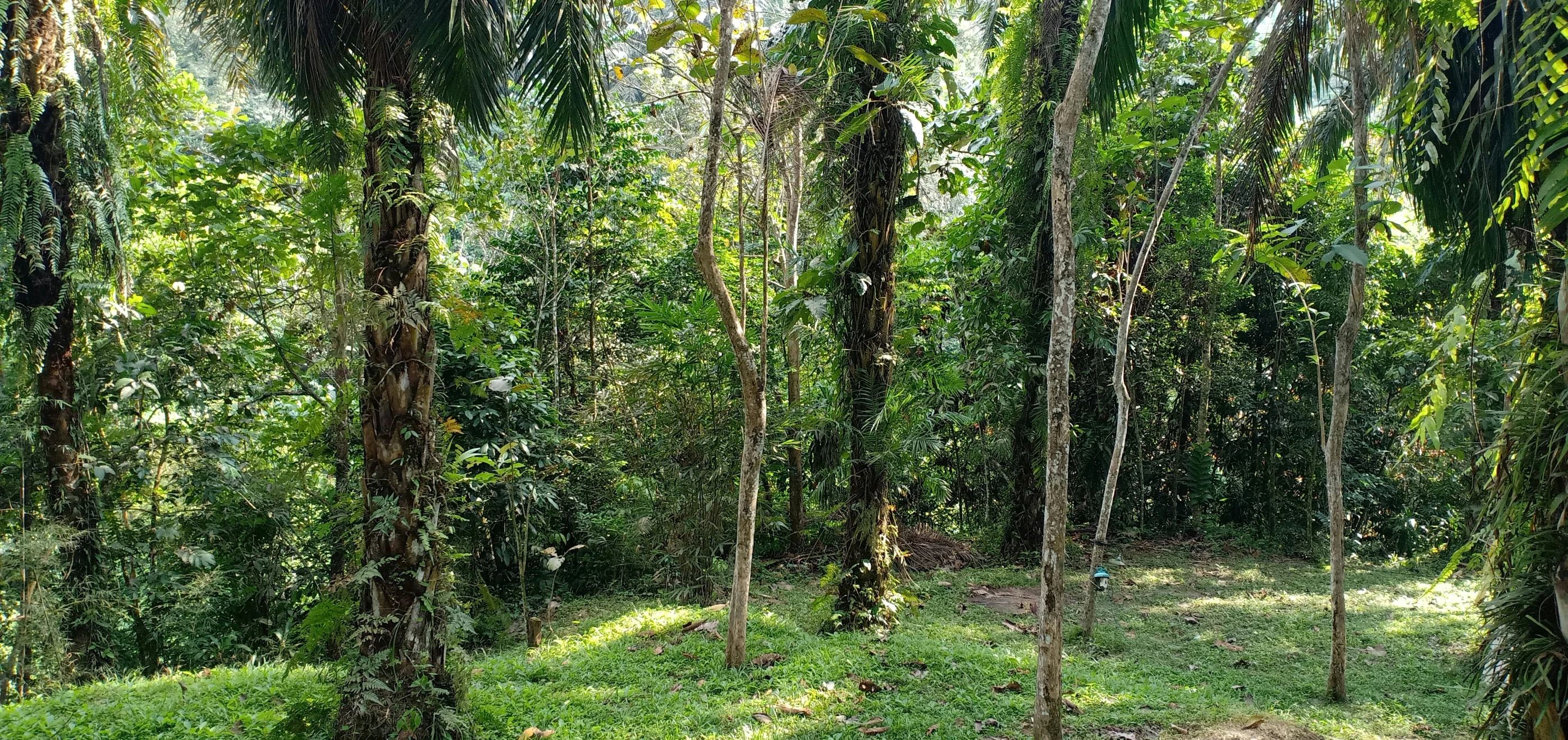 a wooded area filled with lots of trees