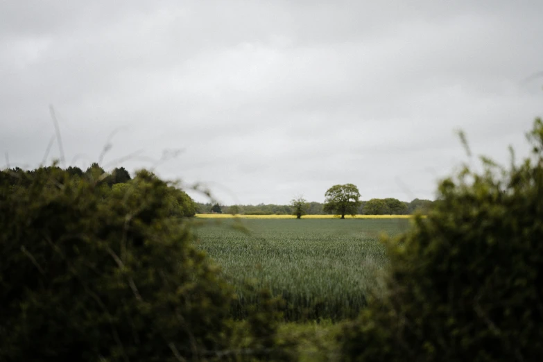 a field with a lone tree sitting in the distance