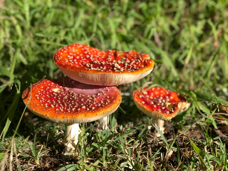 three small orange mushrooms sitting on top of the ground