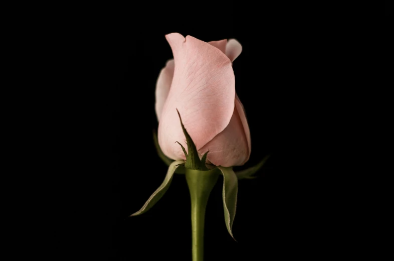 there is a close up picture of a flower in the dark