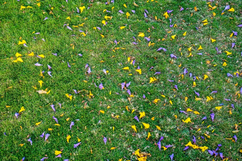 an overhead s of the tops of several plants