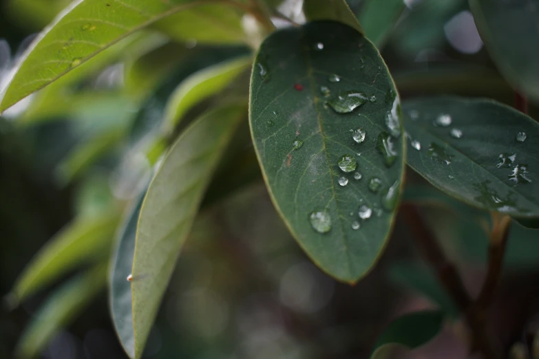 a couple of leaves that are next to a bush