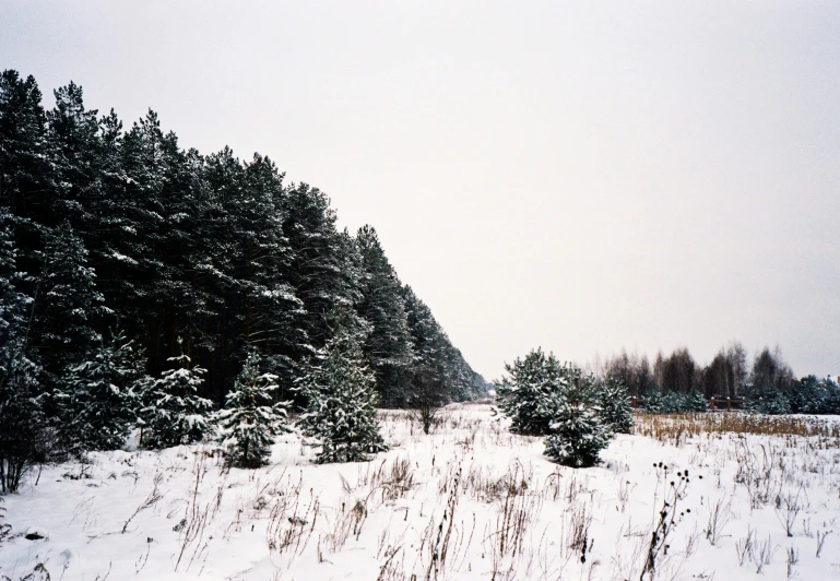 a snowy scene of trees and a field