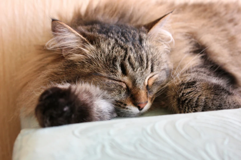 the cat sleeps on a pillow on top of the bed