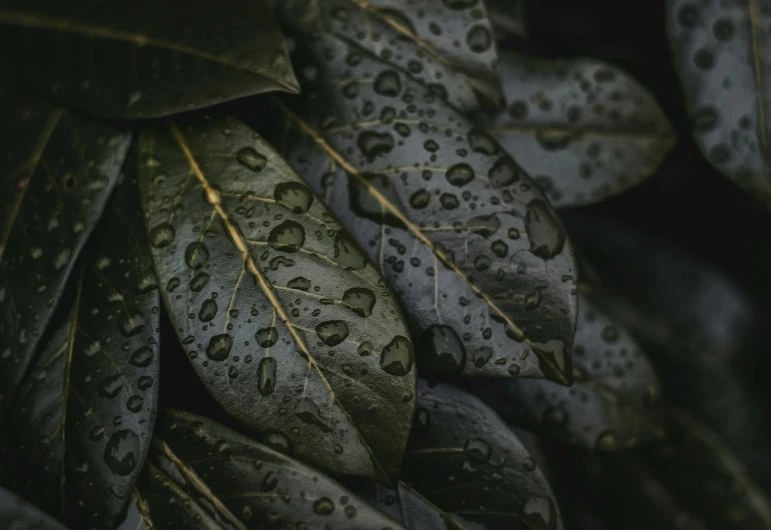 a green leaf with a lot of water drops on it