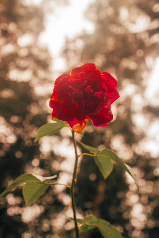 a red rose with a stem and leaves is in the foreground, with some blurred trees in the background