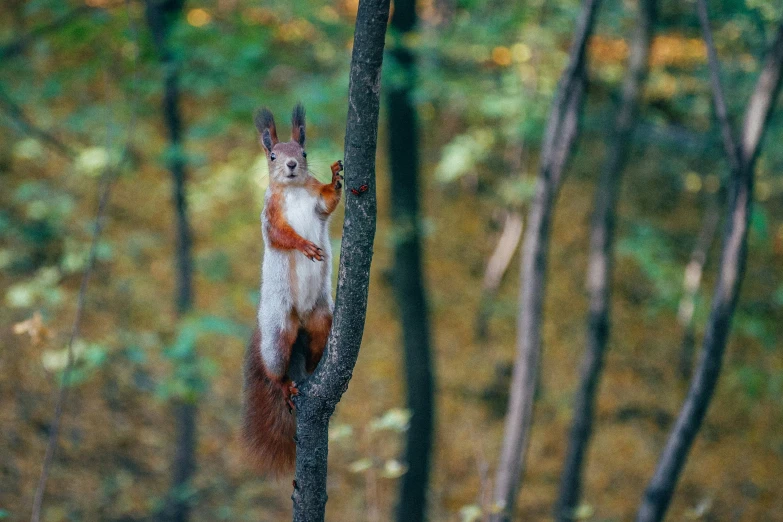 a red squirrel sitting on a tree limb with its tail