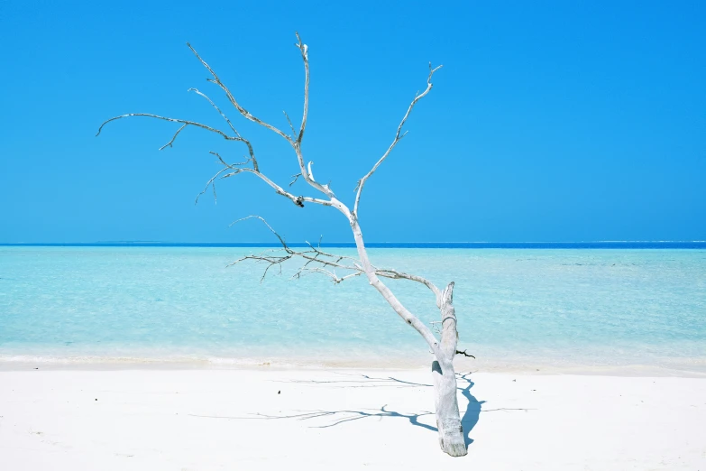 a bare tree in the middle of an ocean