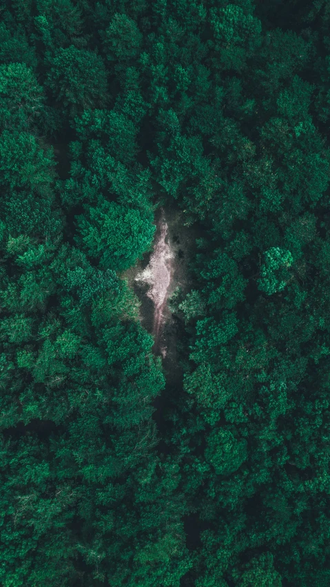 the top view of the forest is green