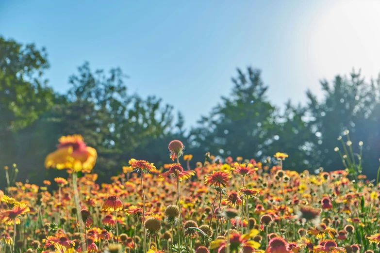 a sunlit meadow full of pretty yellow and pink flowers