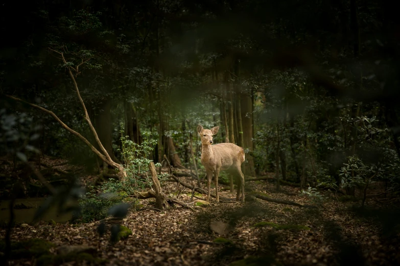 a deer in the middle of the woods at night