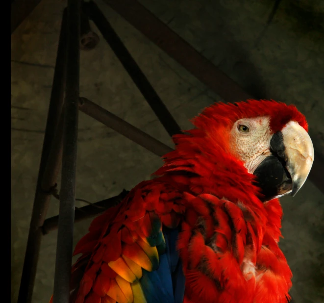 an image of the head and wings of a red parrot