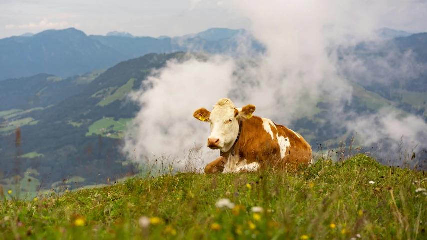 a cow sits on a green grass field