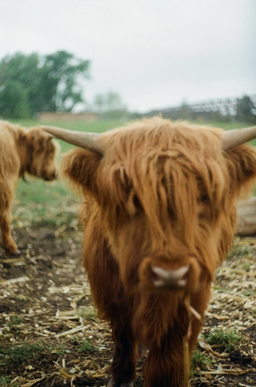 the large brown bull is standing outside near a pasture