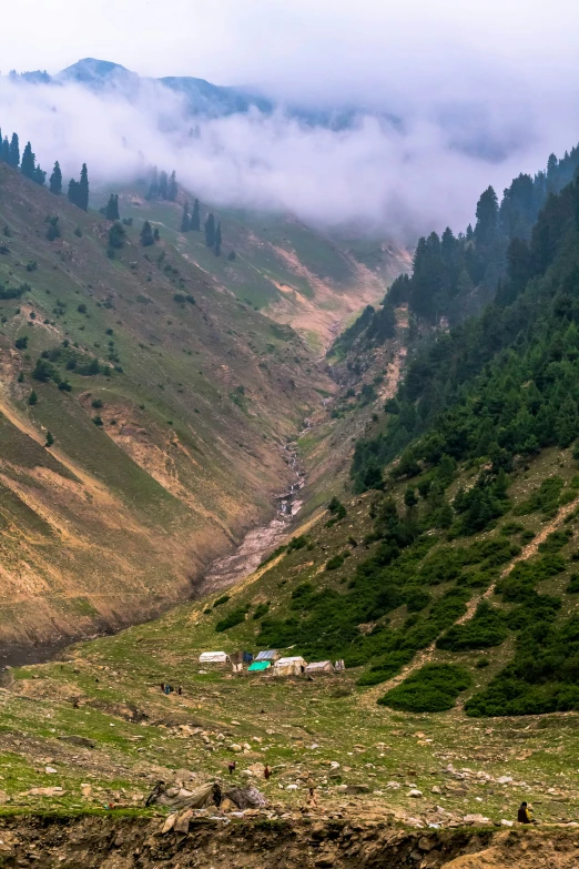 several animals stand in an open area with lush green mountains