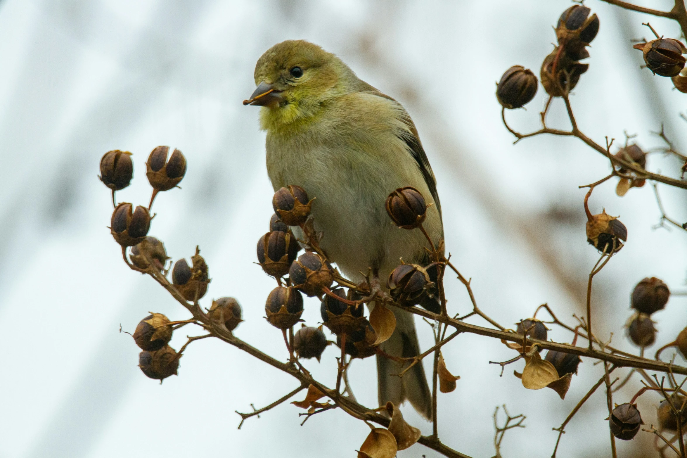 a bird is perched on top of the tree