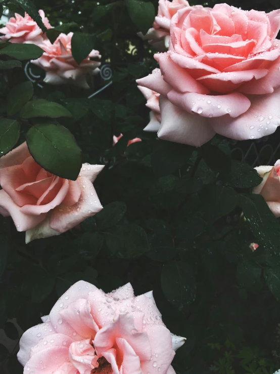 some flowers that are sitting in the grass