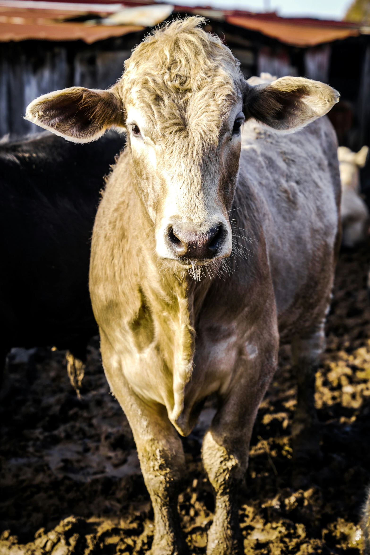 a white and brown cow standing in the mud