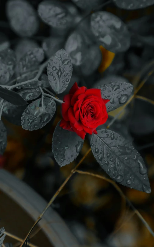 red rose with water droplets on it in a bush