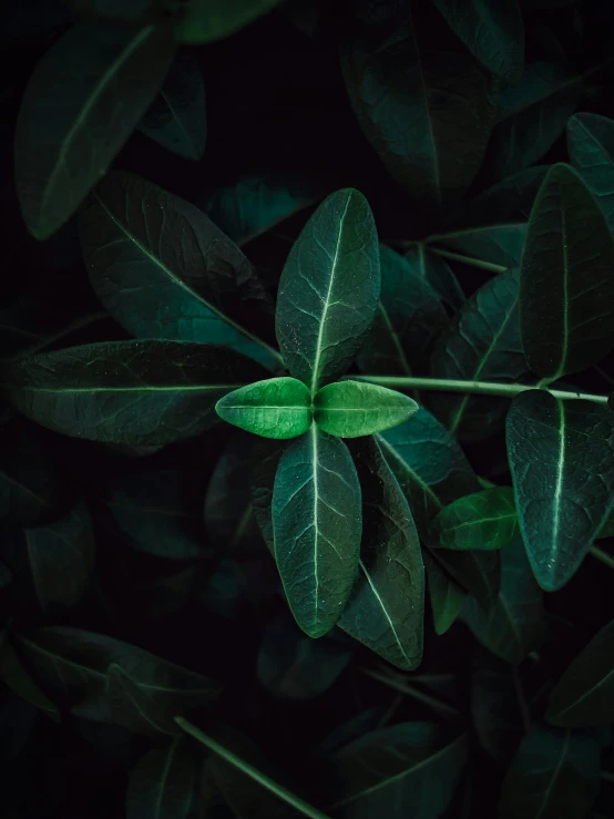 a bunch of green leaves that are all alone