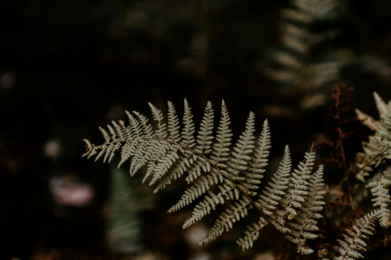 a view of a fern plant from below