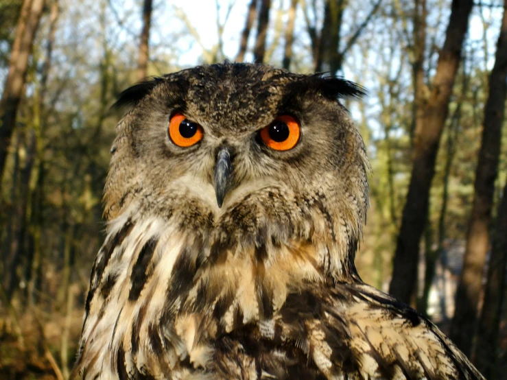 a brown and black owl with orange eyes and big eyes